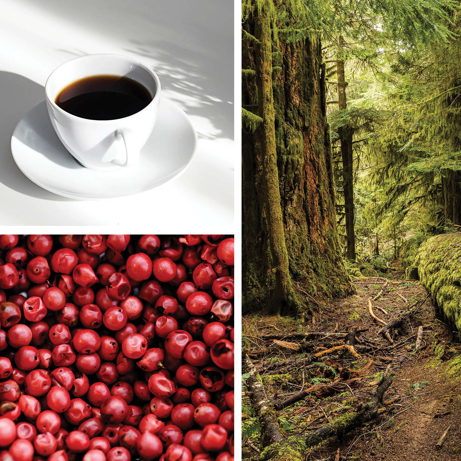 Cooper {Musk + Coffee Bean + Douglas Fir} Candle