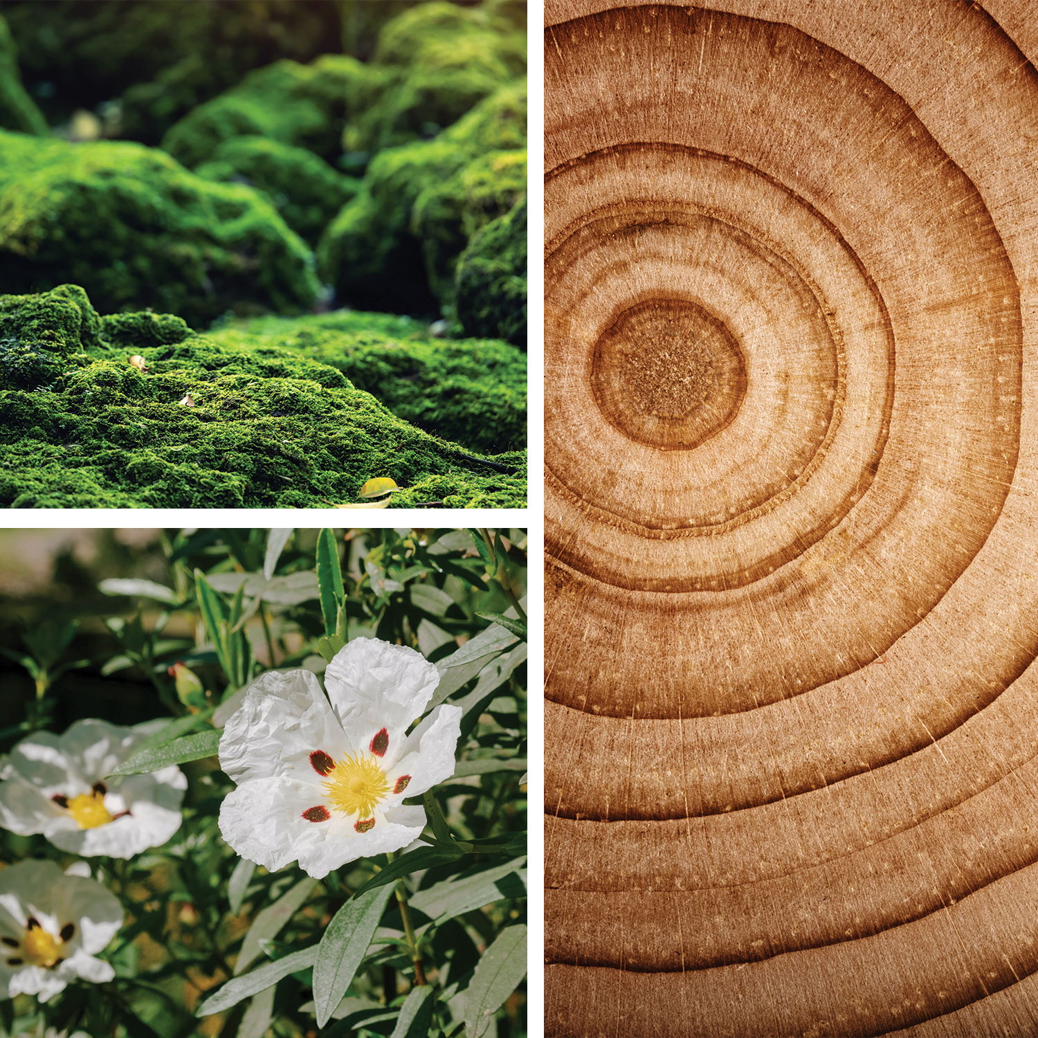 Noir 315 {Cedar + Labdanum} Perfume