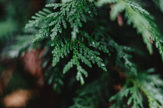 New Year, New Look - Same Vibe: Exciting Changes at Great Northern Artisan Fragrance Co.