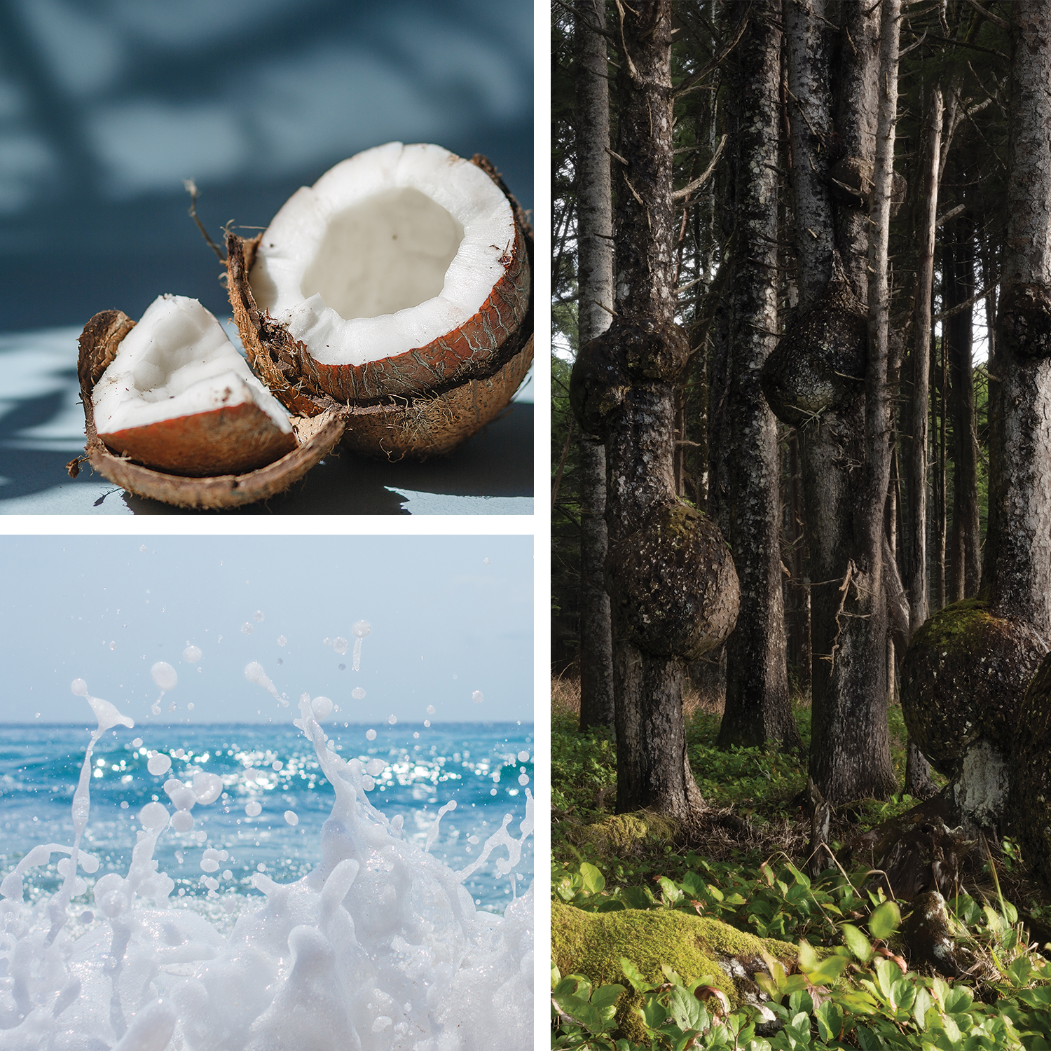 Alice {Sea Salt • Moss • Lemon Blossom} Perfume