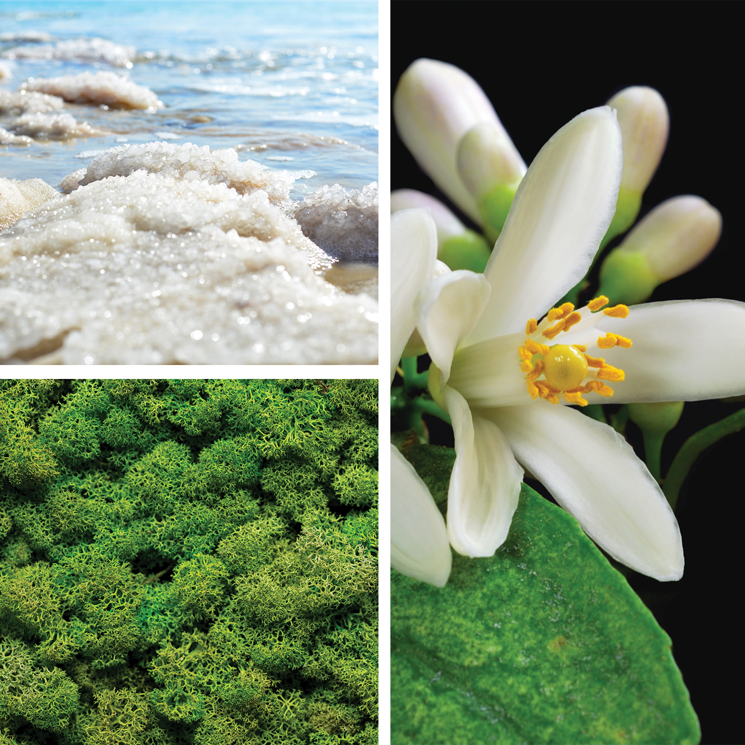 Alice {Sea Salt • Moss • Lemon Blossom} Perfume