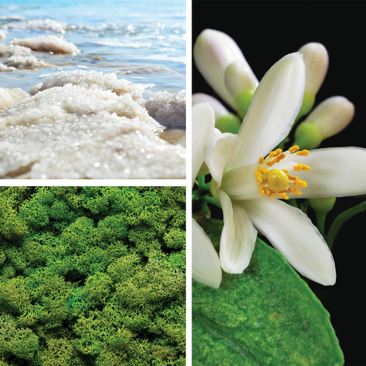 Alice {Sea Salt • Moss • Lemon Blossom} Perfume