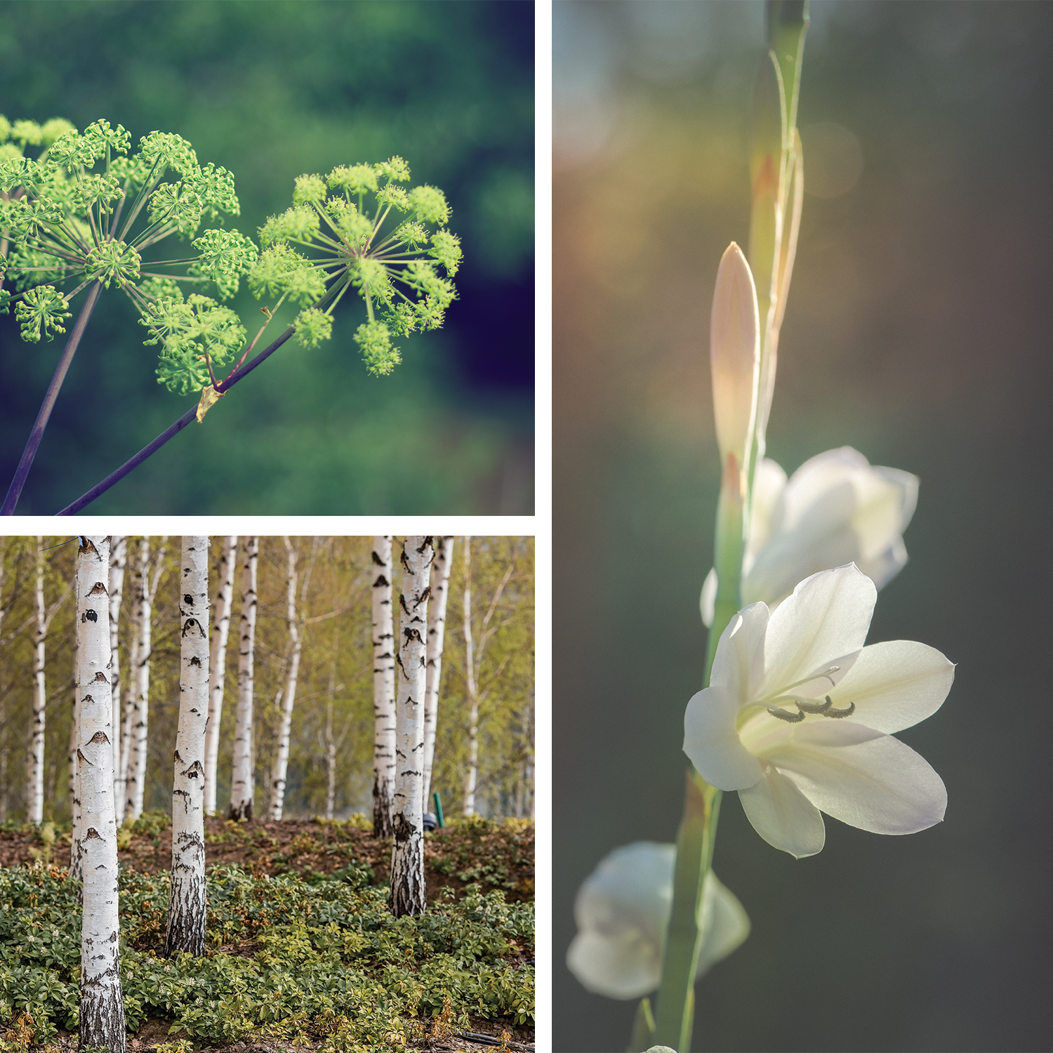 Bella {Tuberose + Amberwood} Perfume