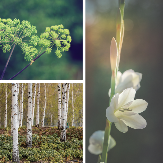 Bella {Tuberose + Amberwood} Perfume