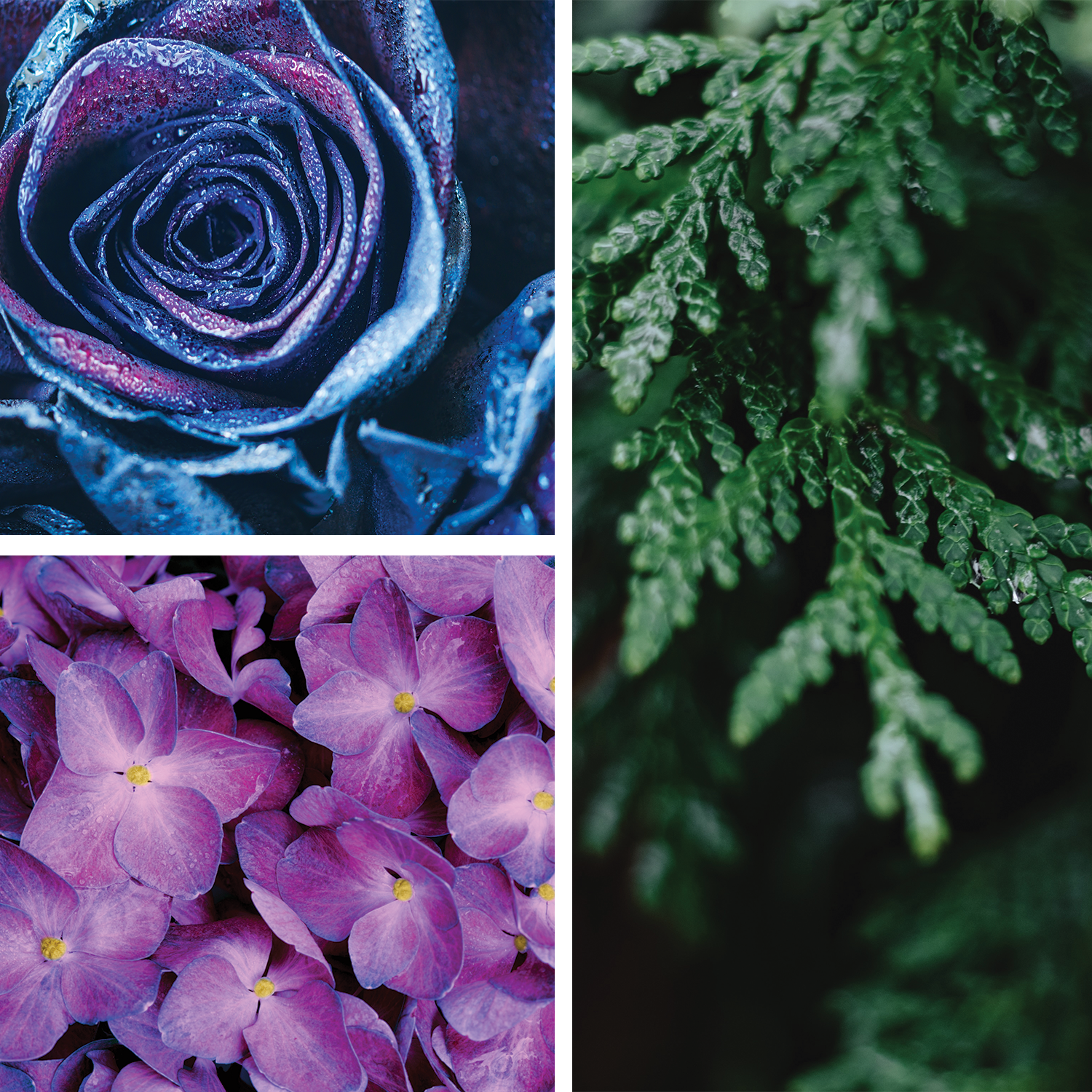 Blue Rose {Rose + Cedar}  Perfume