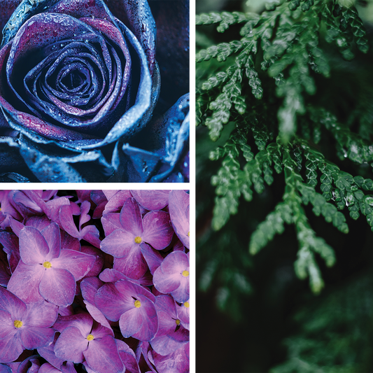 Blue Rose {Rose + Cedar}  Perfume