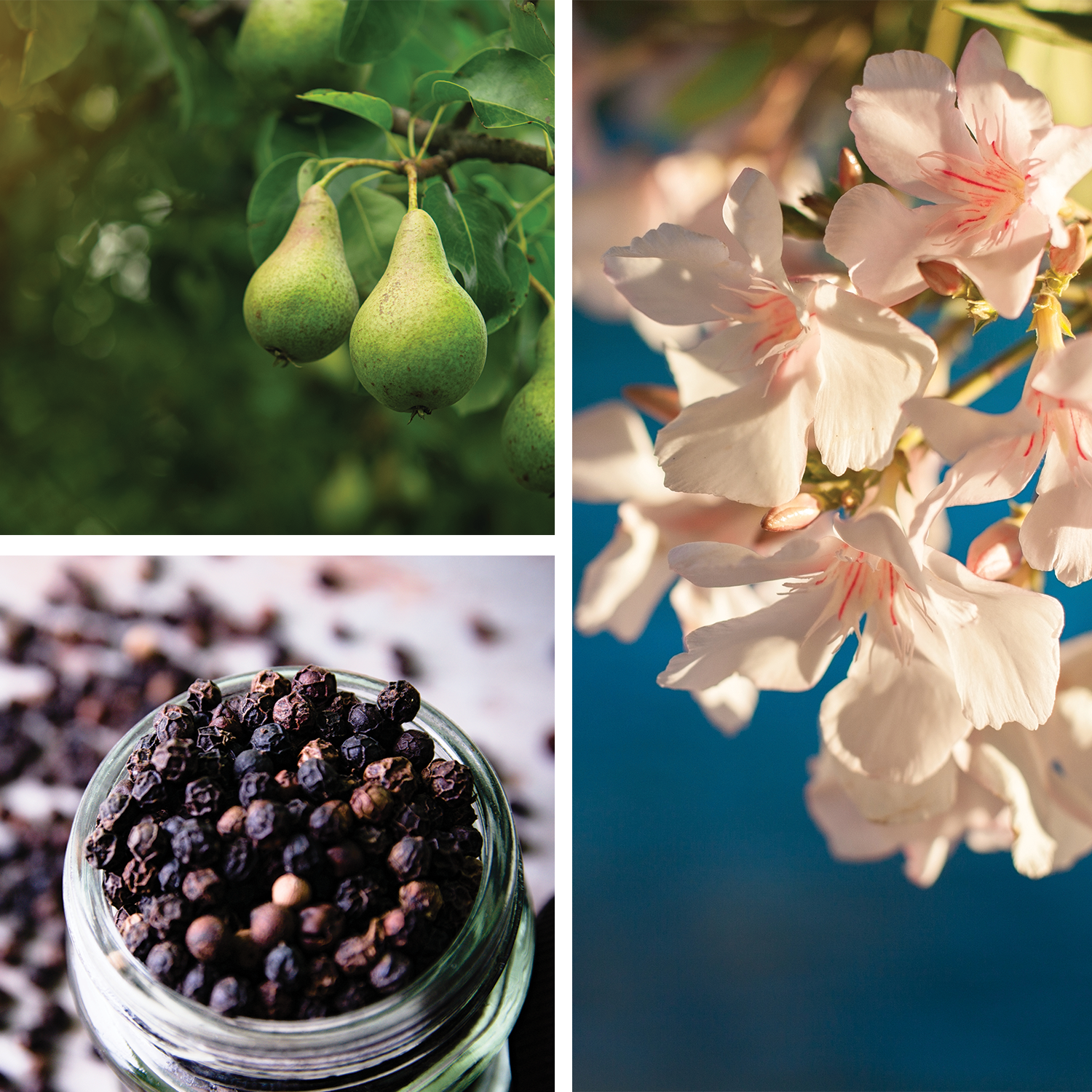 Flightless Bird Perfume {Berries + Black Pepper}
