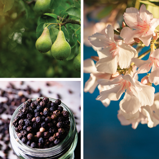 Flightless Bird Perfume {Berries + Black Pepper}