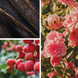 Too Dreamy Perfume Rose Vanilla Lychee Twin Peaks